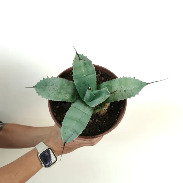 Agave parryi HUNTIGHTON X Agave ovatifolia - immagine 2