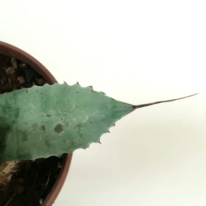 Agave parryi HUNTIGHTON X Agave ovatifolia - immagine 3