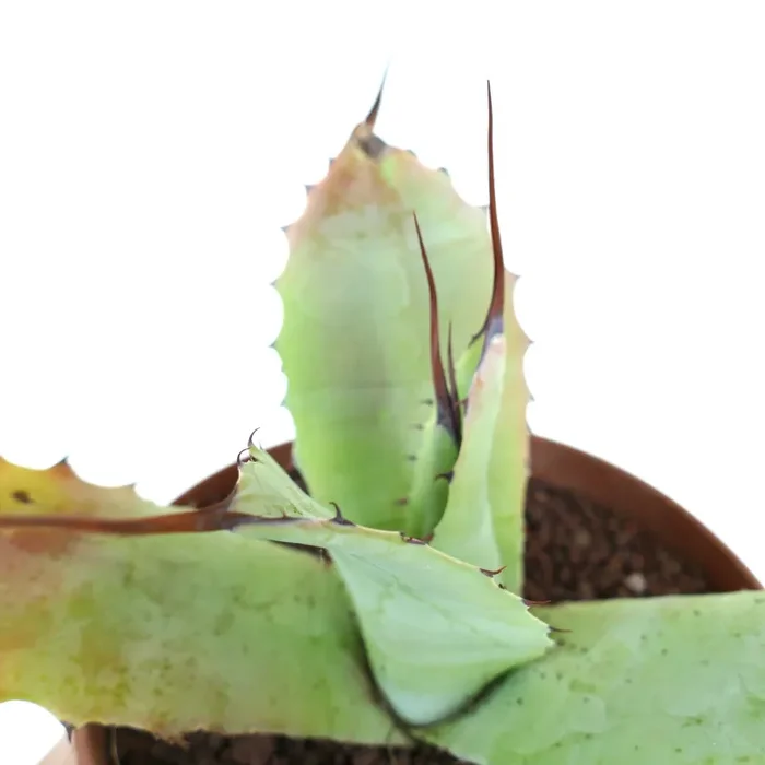 Agave parryi X Agave ovatifolia (Mr. Corsi HYBRID) GTT07 - immagine 2