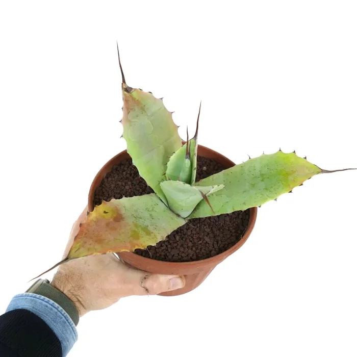 Agave parryi X Agave ovatifolia (Mr. Corsi HYBRID) GTT07 - immagine 3