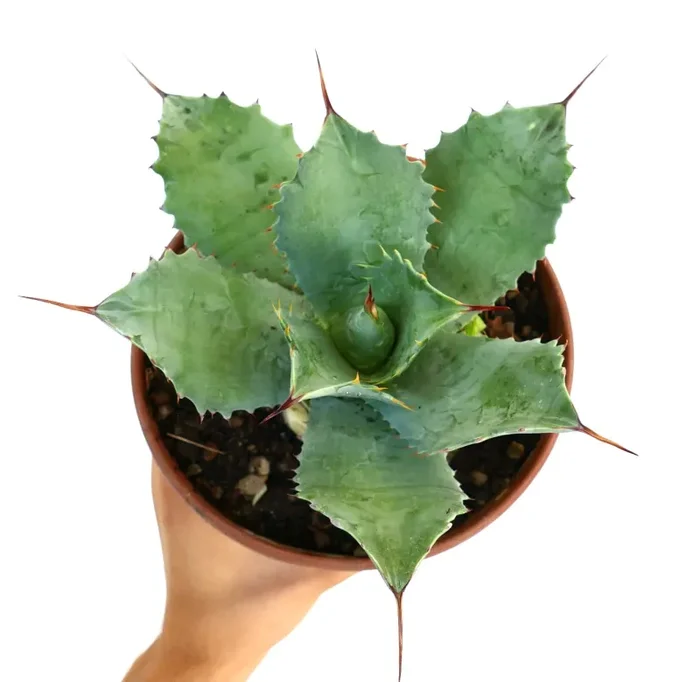Agave parryi X ovatifolia Vendita calda online