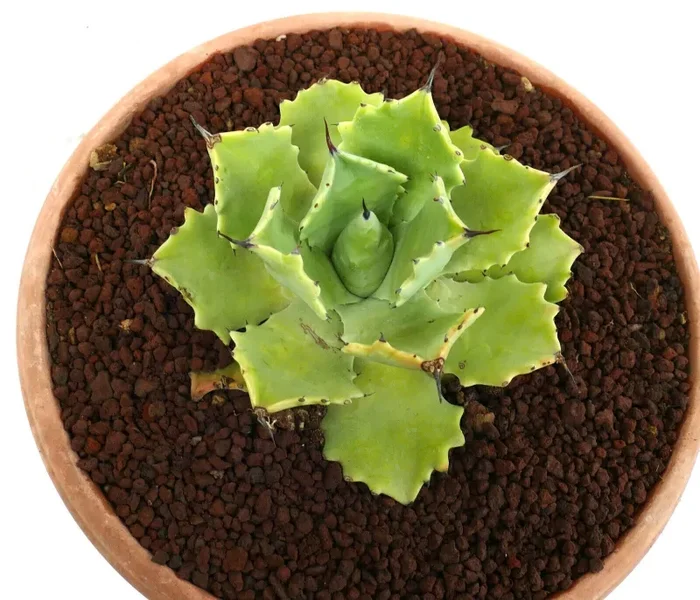 Agave potatorum cv “PETER PAN” MM4 ex Bascher clone Saldi