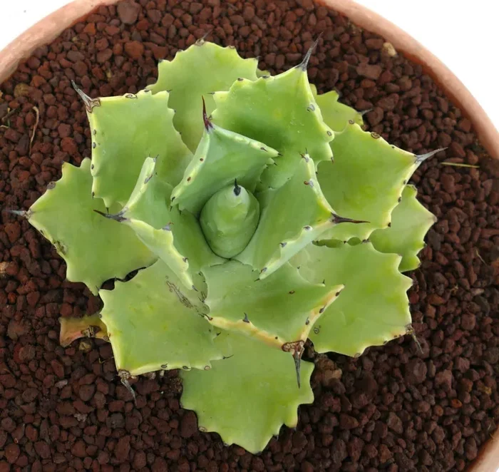 Agave potatorum cv “PETER PAN” MM4 ex Bascher clone Saldi - immagine 2