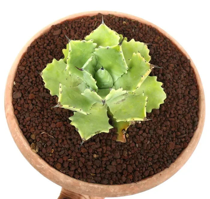 Agave potatorum cv “PETER PAN” MM4 ex Bascher clone Saldi - immagine 3