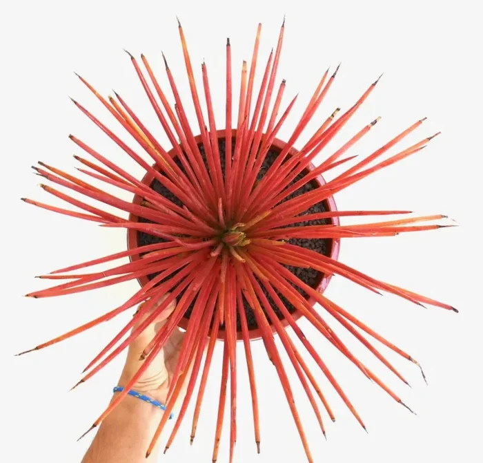 Agave striata forma rubra SEMI