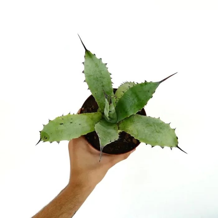 Agave subsimplex F1 X (Agave parryi X Agave ovatifolia) F2