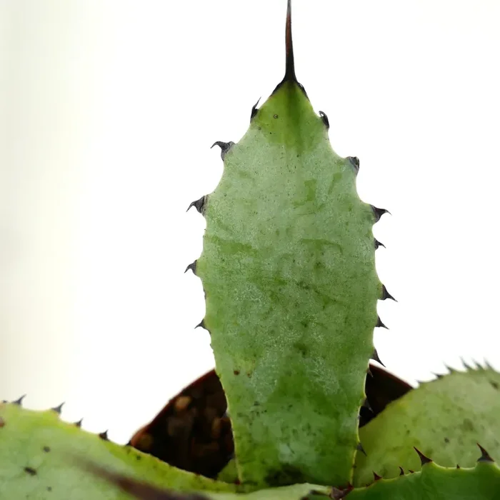 Agave subsimplex F1 X (Agave parryi X Agave ovatifolia) F2 - immagine 3