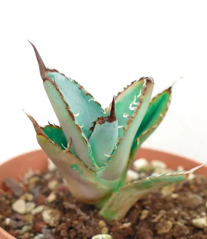 Agave titanota BLACK & BLUE - immagine 2