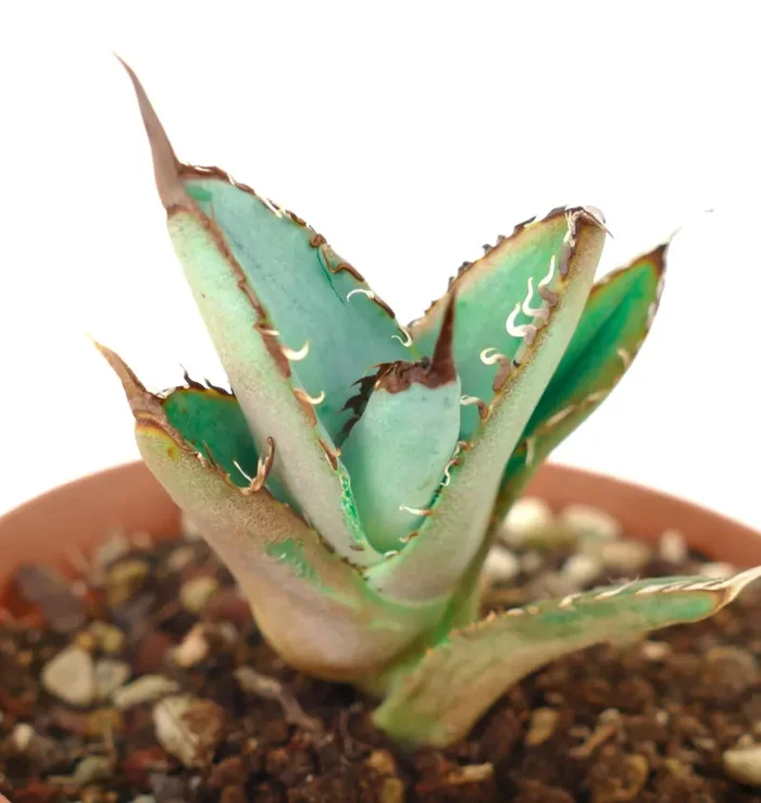 Agave titanota BLACK & BLUE - immagine 3