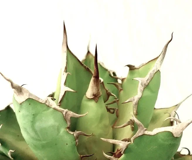 Agave titanota clone MP3 - immagine 2