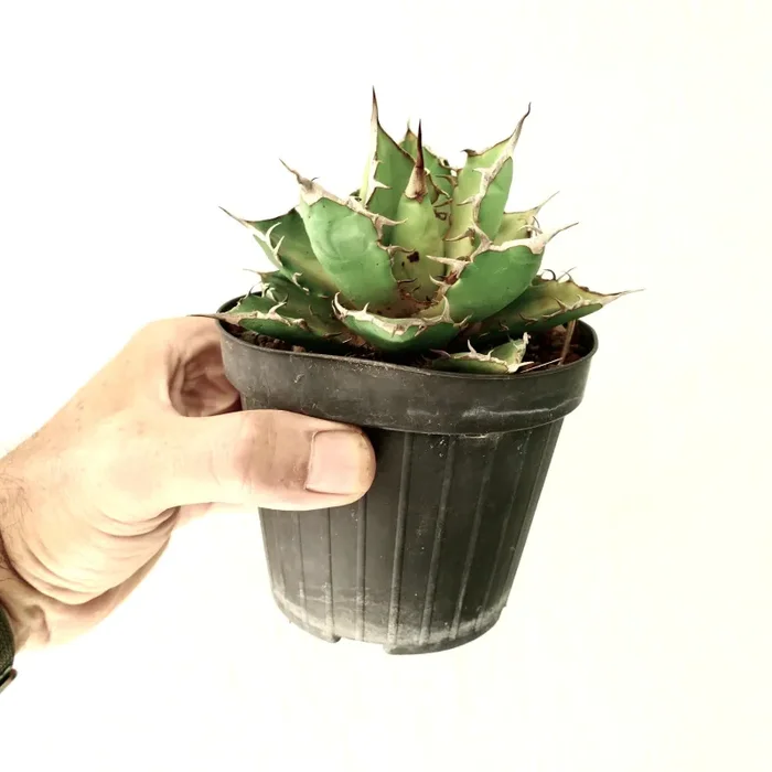 Agave titanota clone MP3 - immagine 3