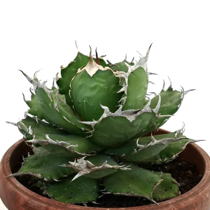 Agave titanota COMPACT DARK GREEN