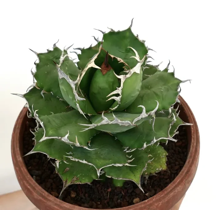 Agave titanota COMPACT DARK GREEN - immagine 2