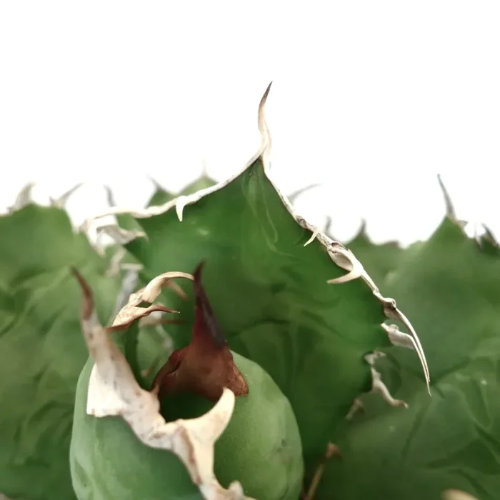 Agave titanota COMPACT DARK GREEN - immagine 3