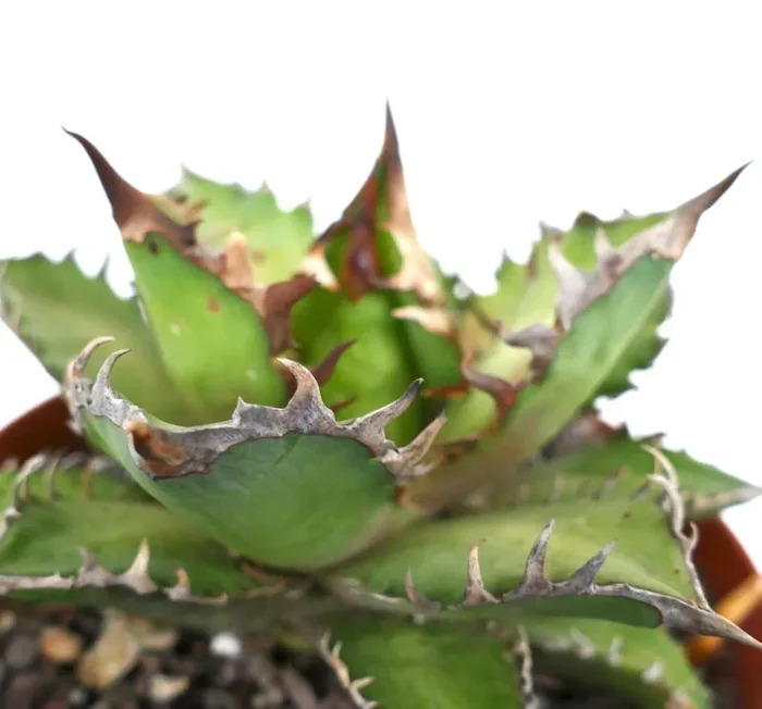 Agave titanota COMPACT (Oaxaca) - immagine 2