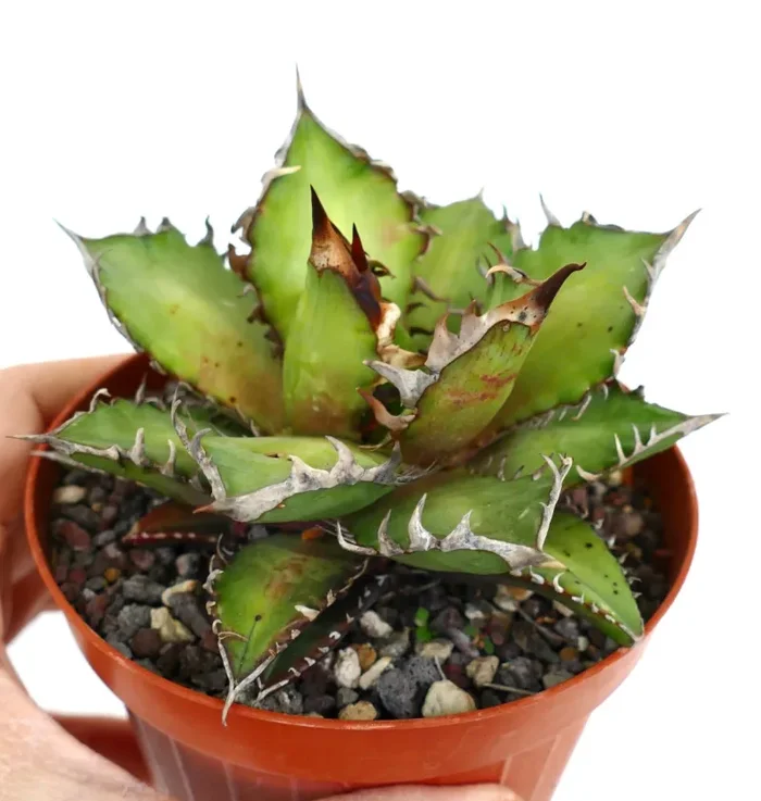 Agave titanota COMPACT (Oaxaca) - immagine 3