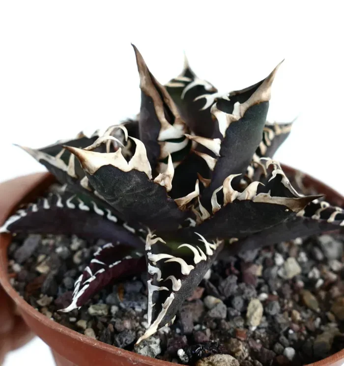 Agave titanota cv ‘DARK KNIGHT’ SUPER DARK LEAVS