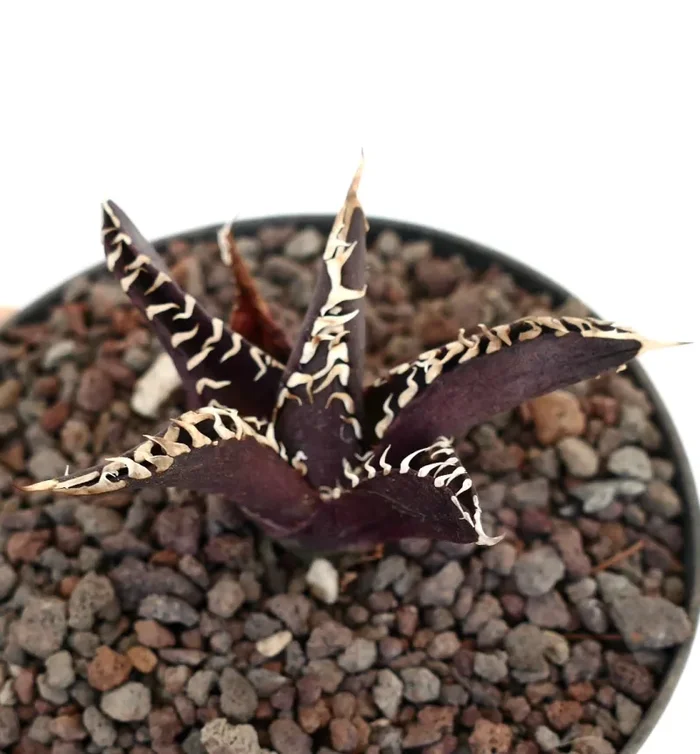 Agave titanota cv ‘DARK KNIGHT’ SUPER DARK LEAVS - immagine 2