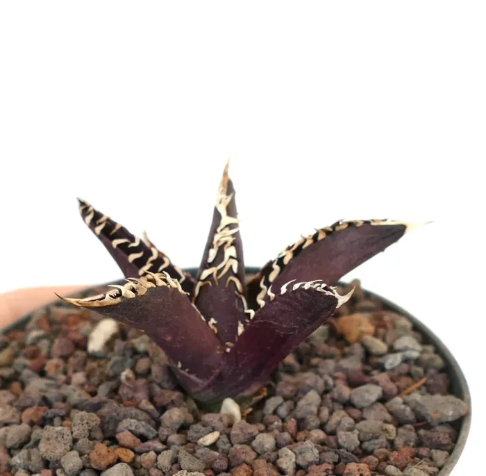 Agave titanota cv ‘DARK KNIGHT’ SUPER DARK LEAVS - immagine 3