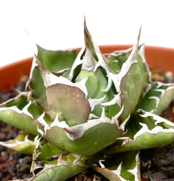 Agave titanota cv BARAKAT