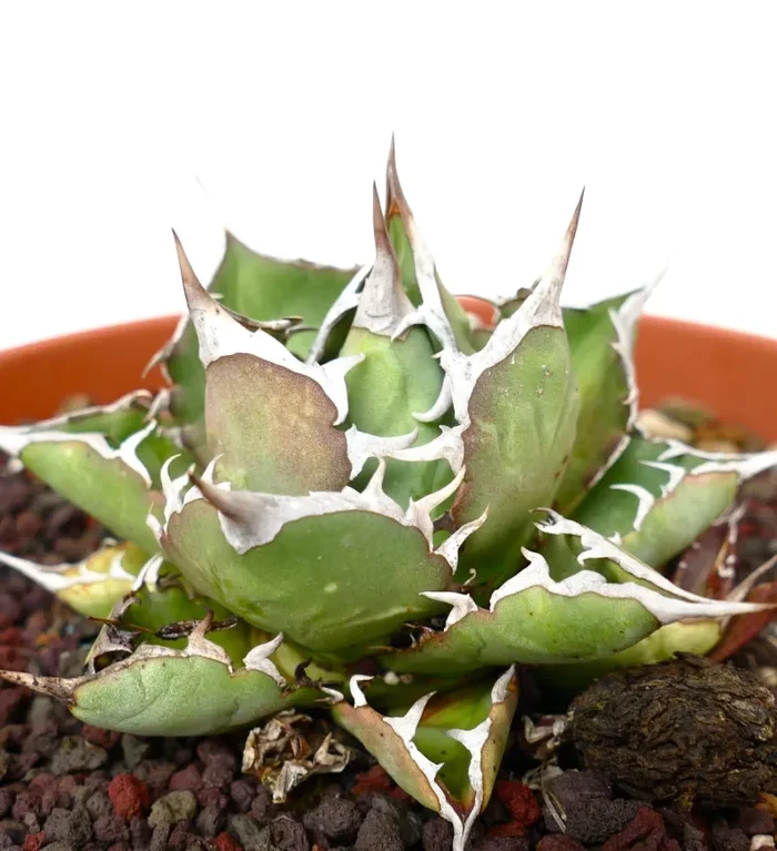 Agave titanota cv BARAKAT - immagine 3