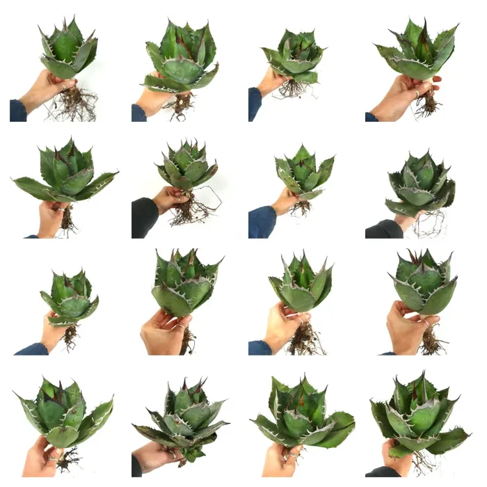 Agave titanota cv CAPRIOLI (Sicily, ITALY) Sconti - immagine 2