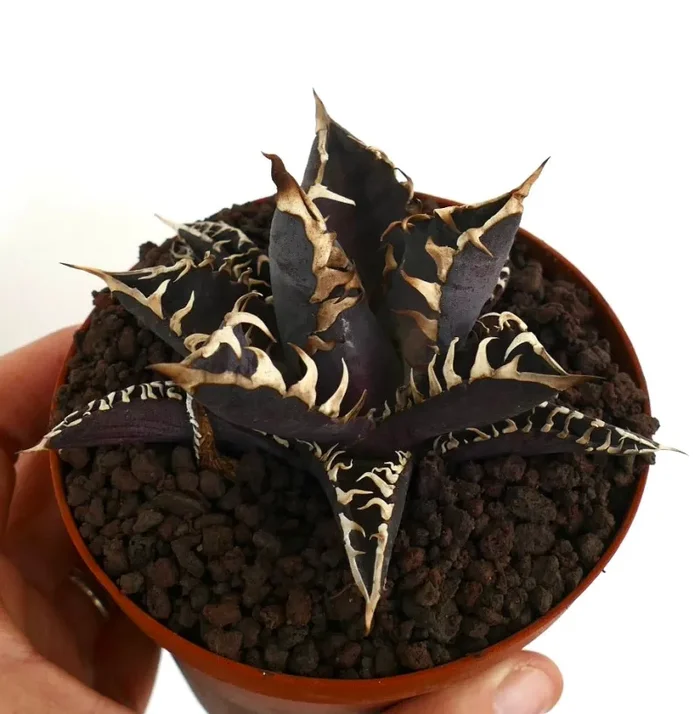 Agave titanota cv DARK KNIGHT (dark body & white spines) Online ora