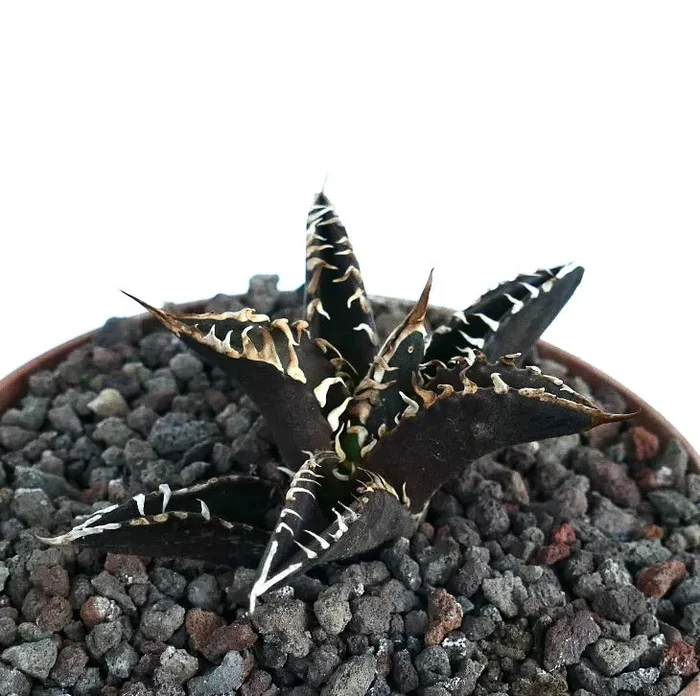 Agave titanota cv DARK KNIGHT (dark body & white spines) Online ora - immagine 2