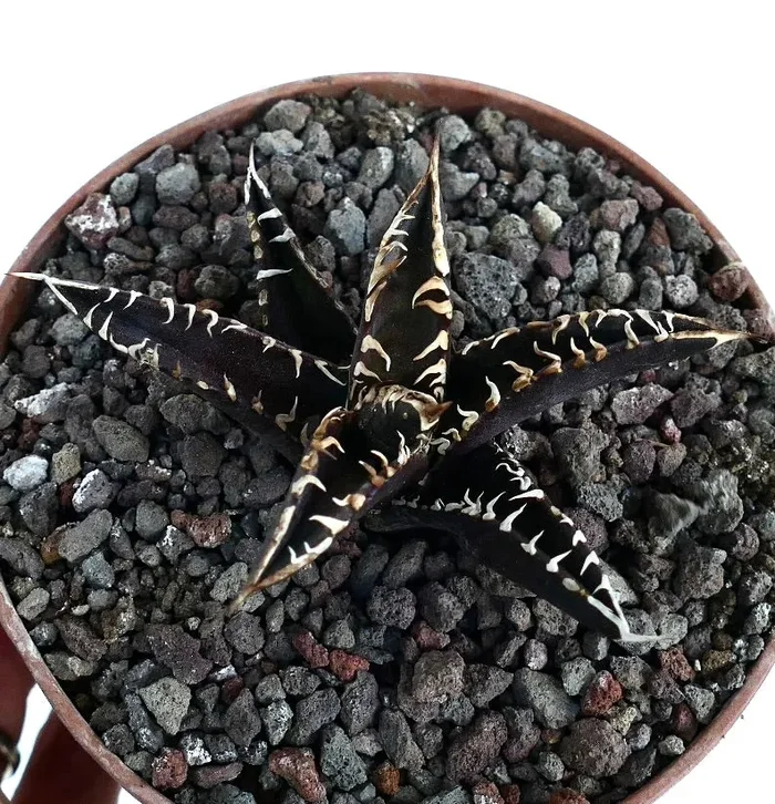 Agave titanota cv DARK KNIGHT (dark body & white spines) Online ora - immagine 3