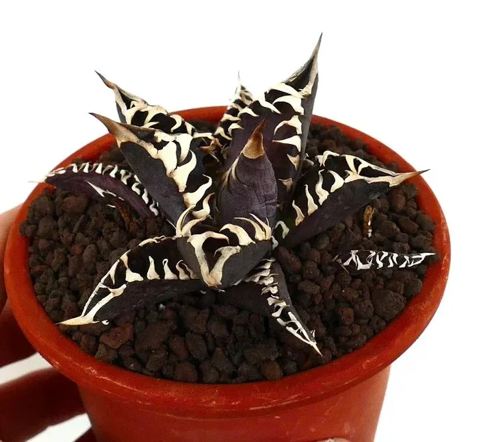 Agave titanota cv DARK KNIGHT new clone