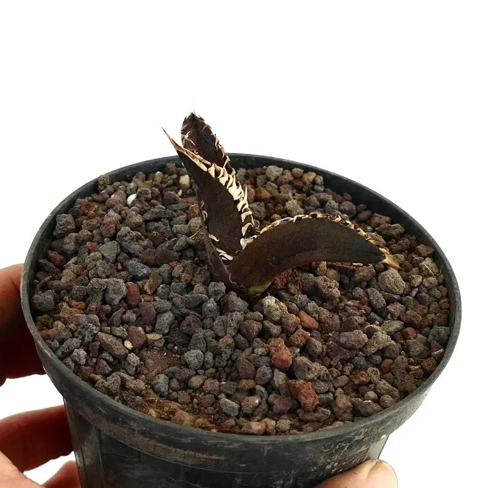 Agave titanota cv DARK KNIGHT new clone - immagine 2