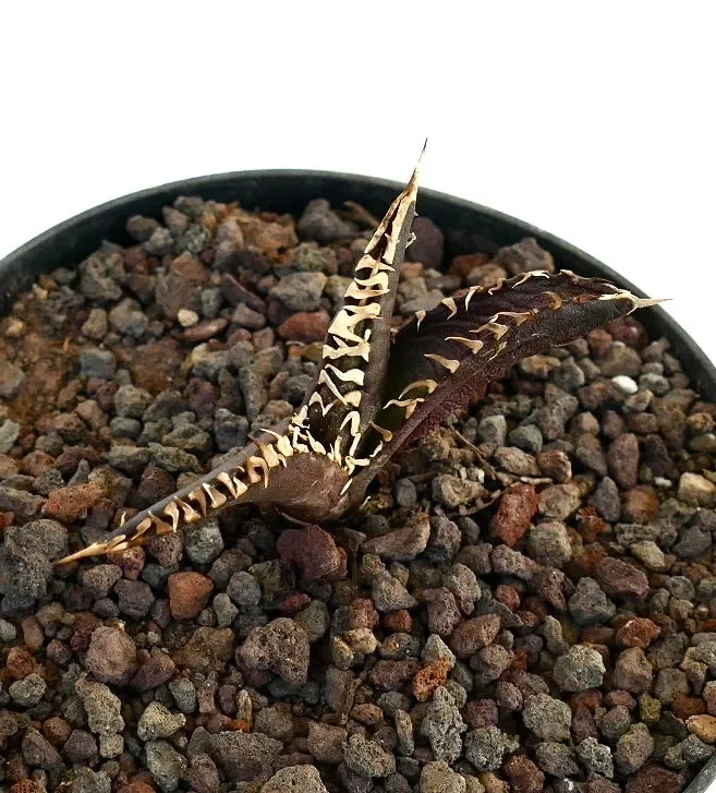 Agave titanota cv DARK KNIGHT new clone - immagine 3