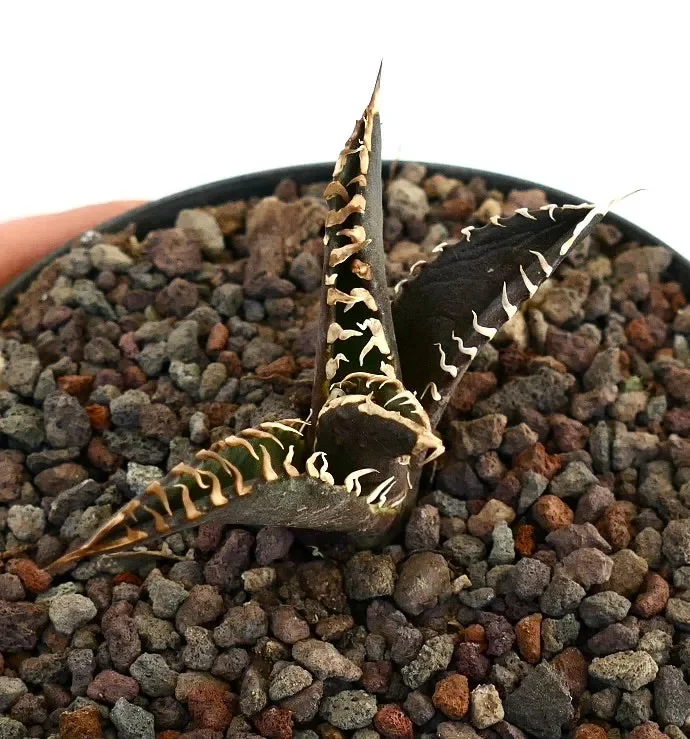 Agave titanota cv DARK KNIGHT white spines & dark body - immagine 2