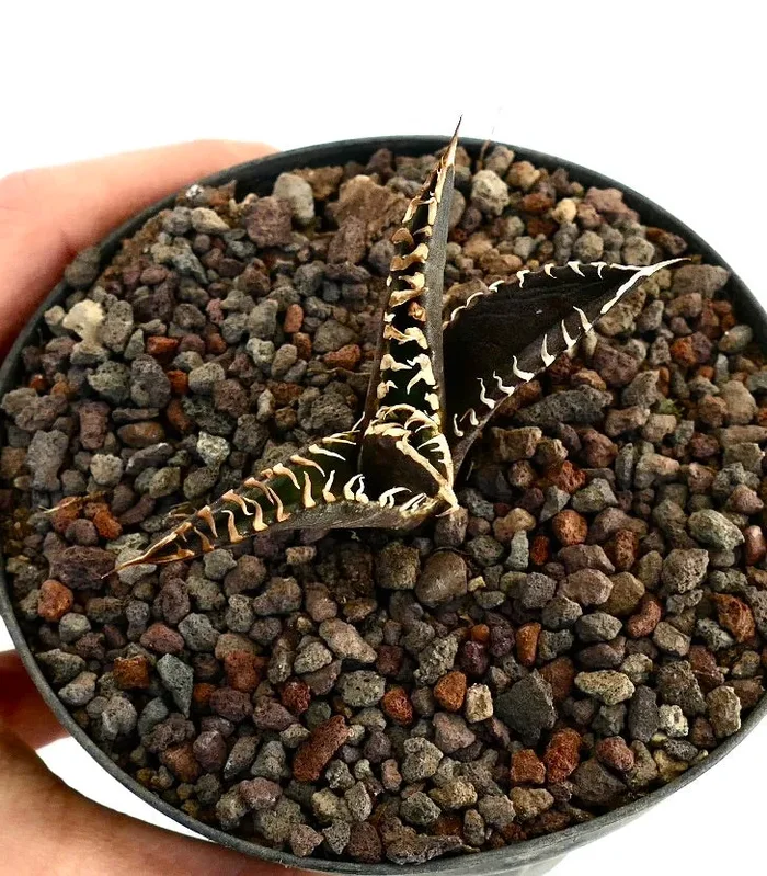 Agave titanota cv DARK KNIGHT white spines & dark body - immagine 3