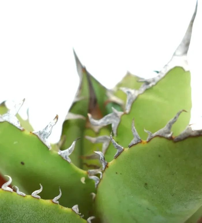 Agave titanota cv JIM CLARK (compact with big final spines) - immagine 2