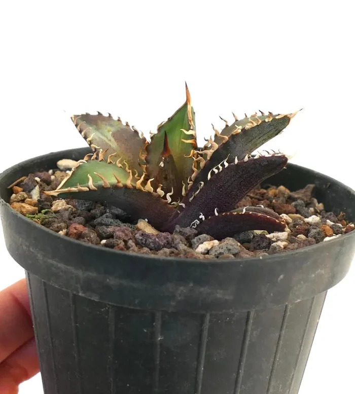 Agave titanota cv SHARK SHOUI BN8 - immagine 2