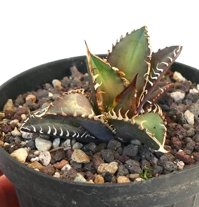 Agave titanota cv SHARK SHOUI BN8 - immagine 3