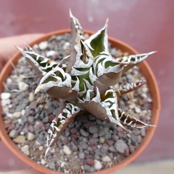 Agave titanota cv TIGER JUNGLE (ex Netherlands market) - immagine 3