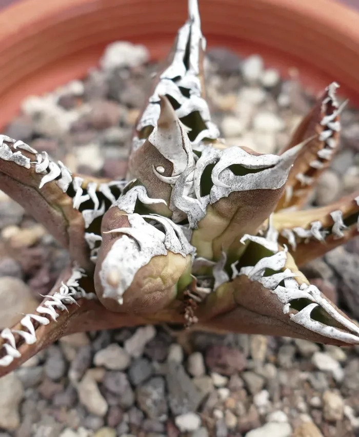 Agave titanota cv TIGER JUNGLE (ex Netherlands market) - immagine 2