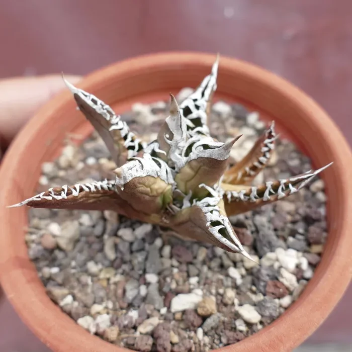 Agave titanota cv TIGER JUNGLE (ex Netherlands market) - immagine 3