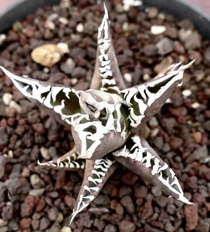 Agave titanota cv TIGER JUNGLE (ex Netherlands market) Online