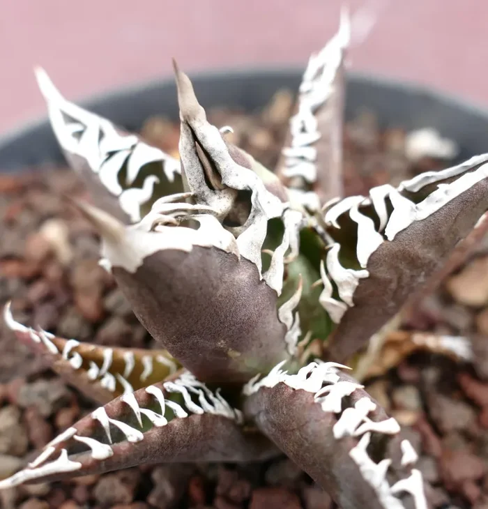 Agave titanota cv TIGER JUNGLE (ex Netherlands market) Online - immagine 2