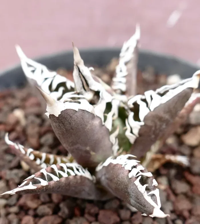 Agave titanota cv TIGER JUNGLE (ex Netherlands market) Online - immagine 3