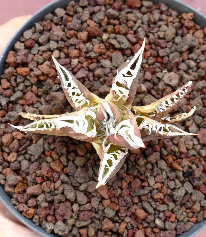 Agave titanota cv TIGER JUNGLE (ex Netherlands market) - immagine 2