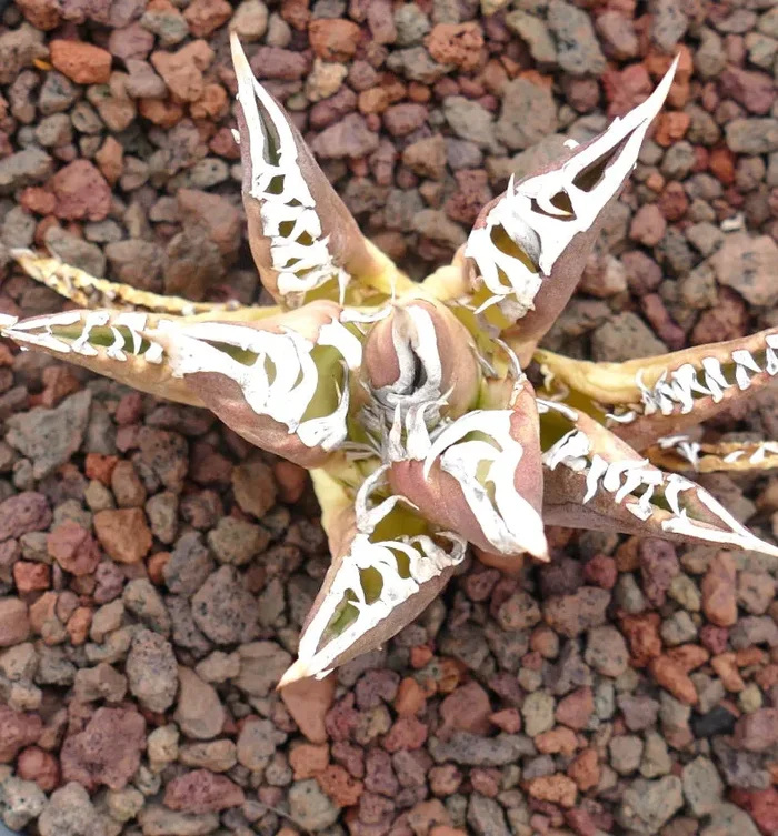 Agave titanota cv TIGER JUNGLE (ex Netherlands market) - immagine 3