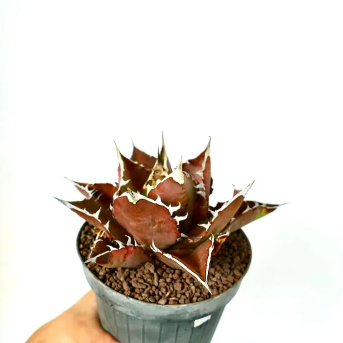 Agave titanota cv VESUVIO ERUPTION - immagine 2