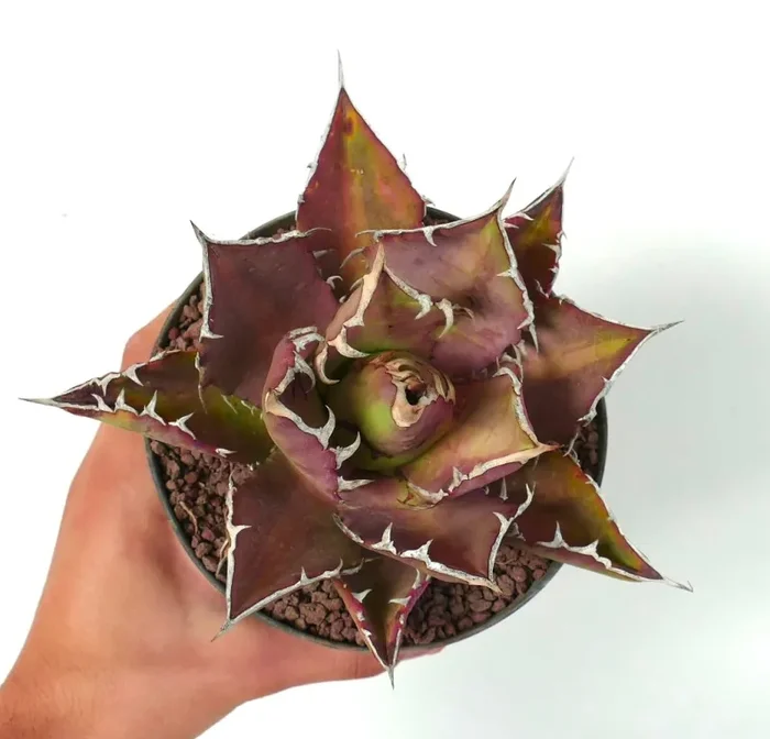 Agave titanota cv VESUVIO ERUPTION - immagine 3