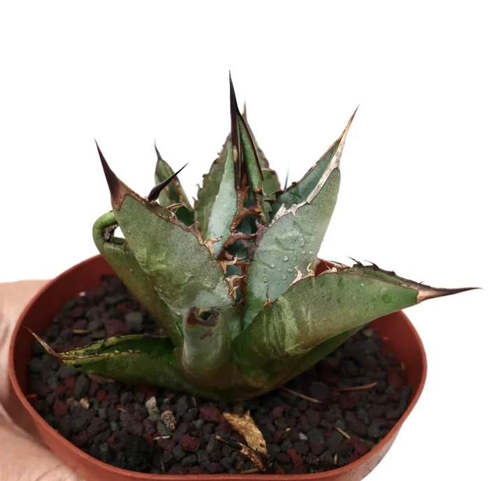 Agave titanota GREY LONGISPINUS clone LIPARI - immagine 2