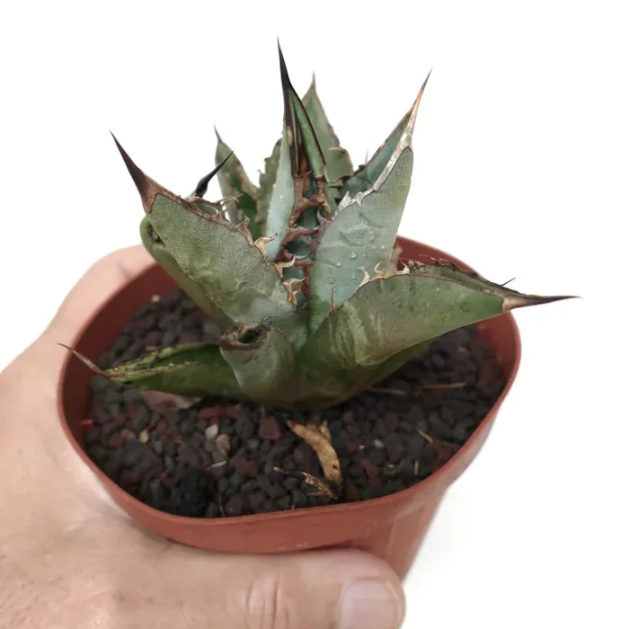 Agave titanota GREY LONGISPINUS clone LIPARI - immagine 3