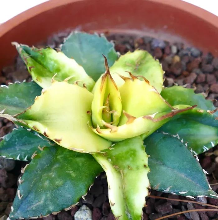 Agave titanota REVERSE VARIEGATED 1MN